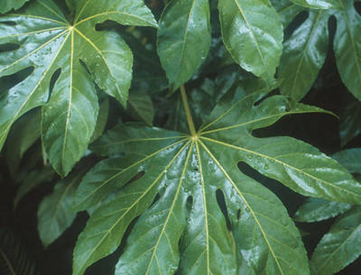 ARALIA SIEBOLDII